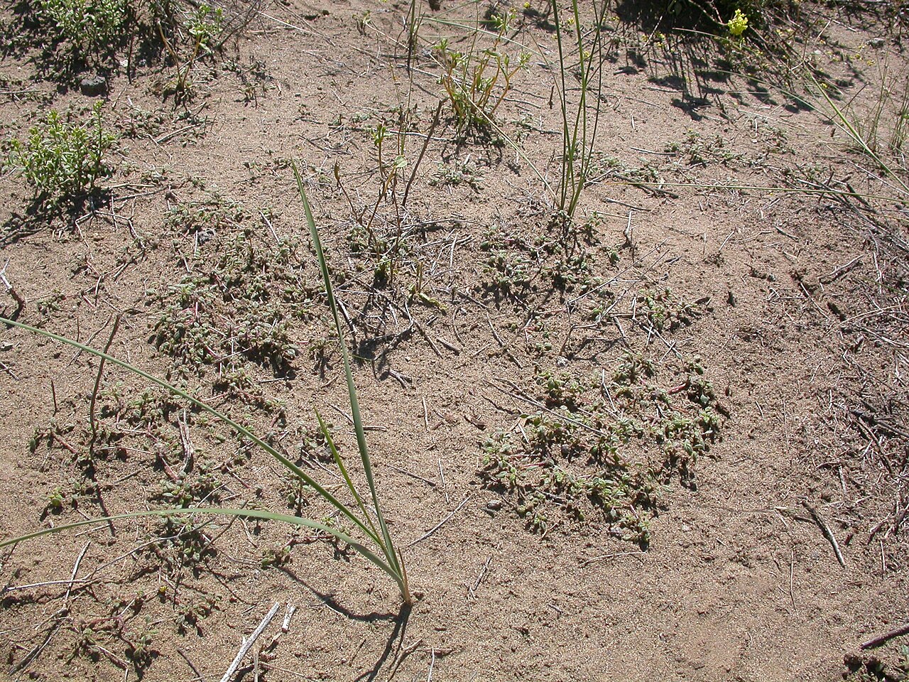 Nuttall's crinklemat: typically growing in sandy sites and with a prostrate habit