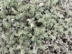 Tiquilia paronychioides (Tiquilia paronychioides)