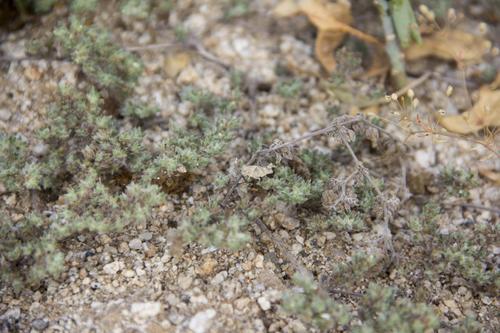 Tiquilia paronychioides (Tiquilia paronychioides)