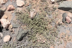 Tiquilia paronychioides (Tiquilia paronychioides)