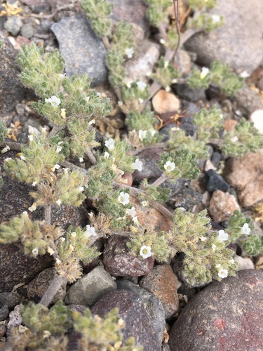 Tiquilia paronychioides (Tiquilia paronychioides)