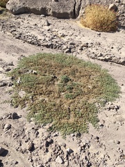 Tiquilia paronychioides (Tiquilia paronychioides)