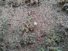 Tiquilia paronychioides (Tiquilia paronychioides)