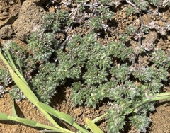 Tiquilia paronychioides (Tiquilia paronychioides)