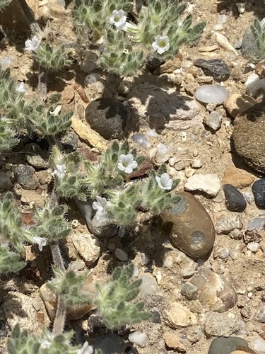 Tiquilia paronychioides (Tiquilia paronychioides)