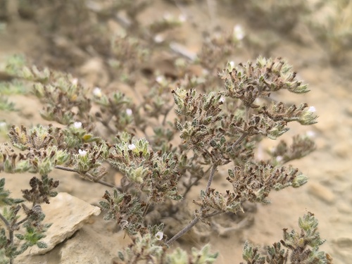 Tiquilia paronychioides (Tiquilia paronychioides)
