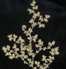 Tiquilia paronychioides (Tiquilia paronychioides)