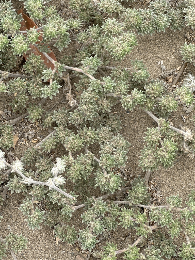 Tiquilia paronychioides (Tiquilia paronychioides)
