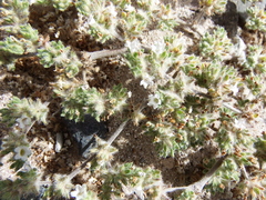 Tiquilia paronychioides (Tiquilia paronychioides)