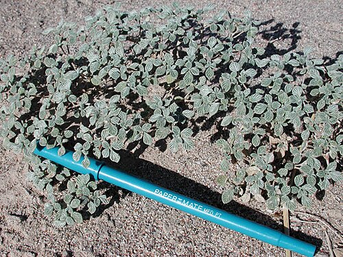 Fanleaf crinklemat: Tiquilia plicata from sandy area adjacent to the Gila River in Maricopa County, Arizona, USA
