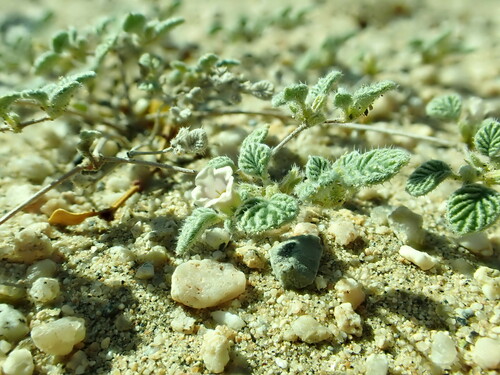 Fanleaf crinklemat (Tiquilia plicata)