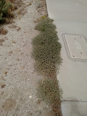 Fanleaf crinklemat (Tiquilia plicata)