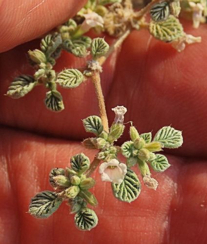 Fanleaf crinklemat (Tiquilia plicata)