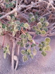 Fanleaf crinklemat (Tiquilia plicata)