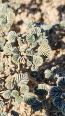 Fanleaf crinklemat (Tiquilia plicata)