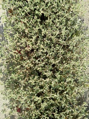 Fanleaf crinklemat (Tiquilia plicata)
