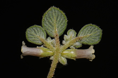 Fanleaf crinklemat (Tiquilia plicata)