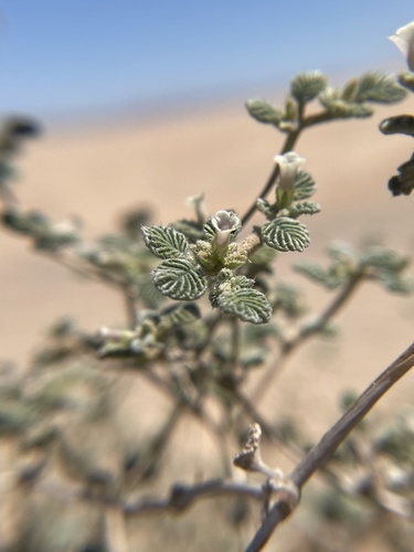 Fanleaf crinklemat (Tiquilia plicata)