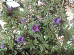 Tiquilia purpusii (Tiquilia purpusii)