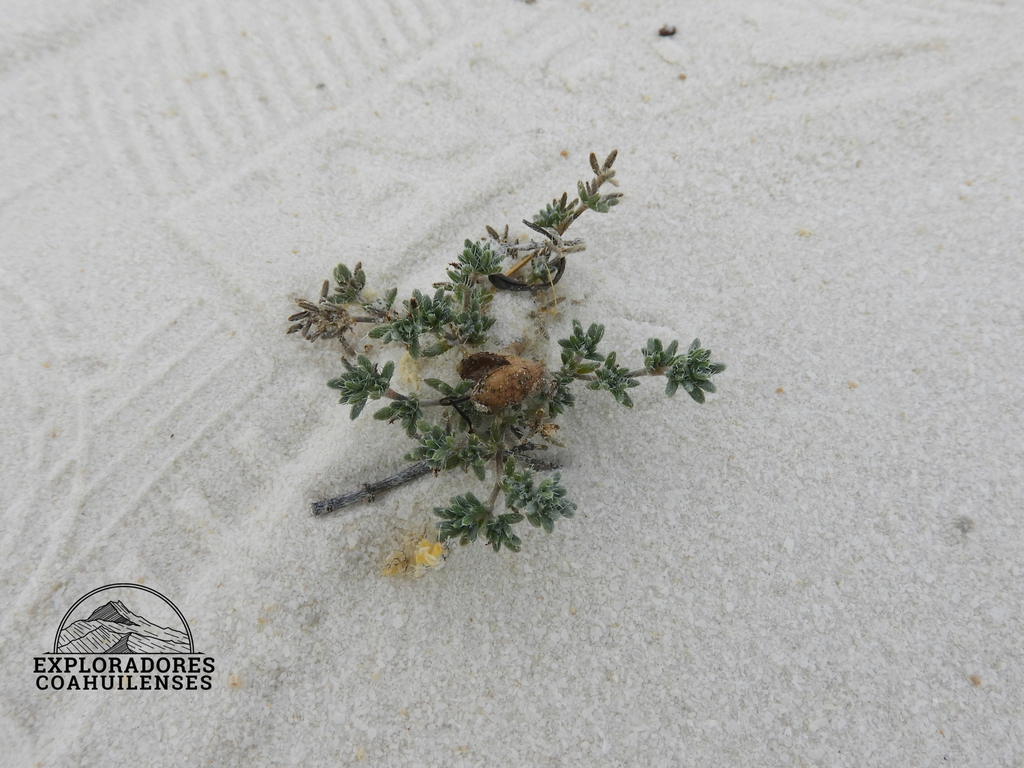 Tiquilia turneri (Tiquilia turneri)