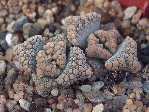 Titanopsis calcarea: Seedlings (5 months) of Titanopsis calcarea