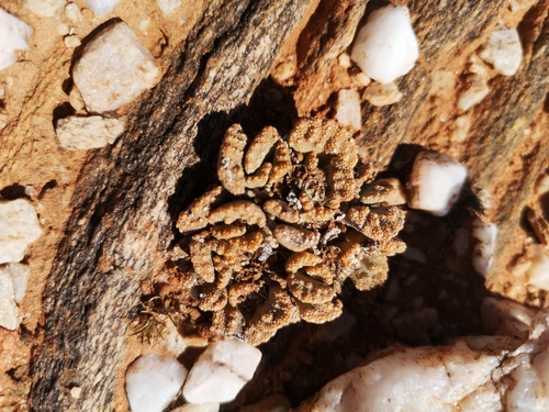 Titanopsis calcarea (Titanopsis calcarea)