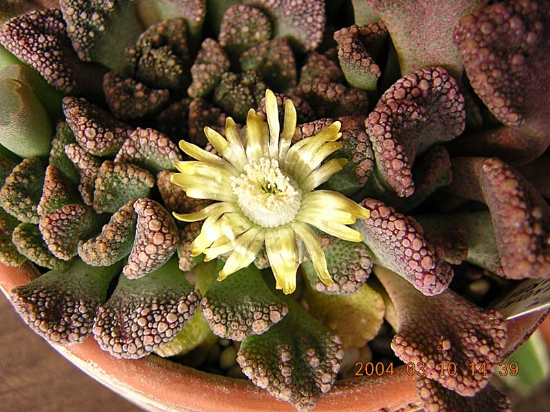 Titanopsis calcarea: Titanopsis calcarea in cultivation.