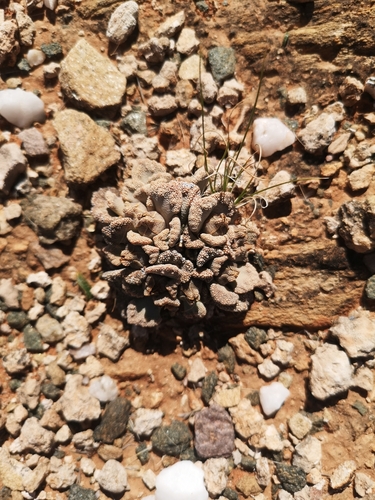 Titanopsis calcarea (Titanopsis calcarea)