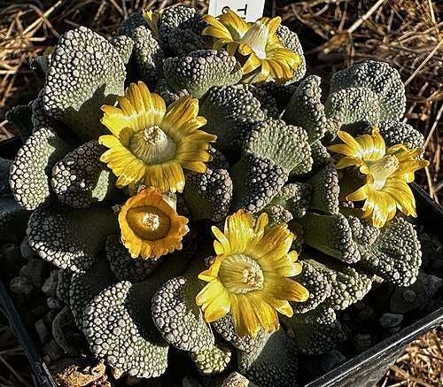 Titanopsis calcarea: Titanopsis calcarea in Kultur