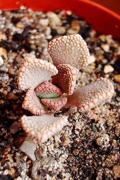Titanopsis calcarea: Titanopsis calcarea
