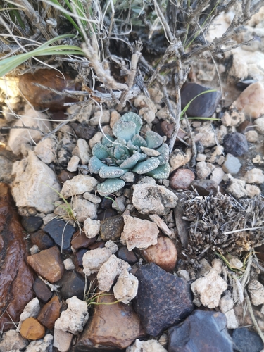 Titanopsis calcarea (Titanopsis calcarea)
