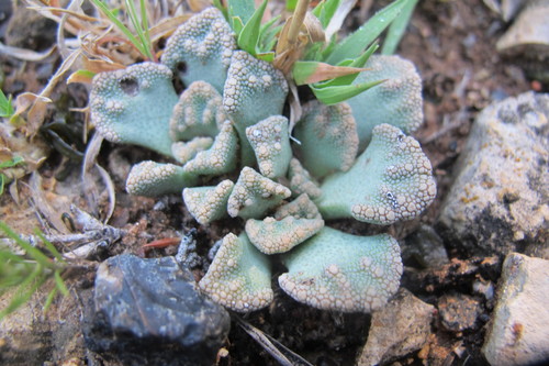 Titanopsis calcarea (Titanopsis calcarea)
