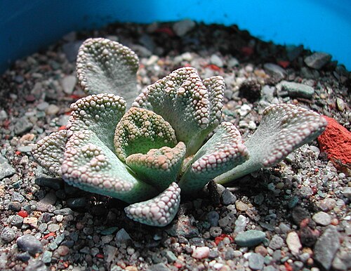 Titanopsis calcarea: Titanopsis calcara