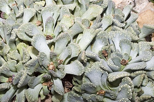 Titanopsis calcarea: Please report references to olei@despammed.com .