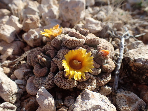 Titanopsis calcarea