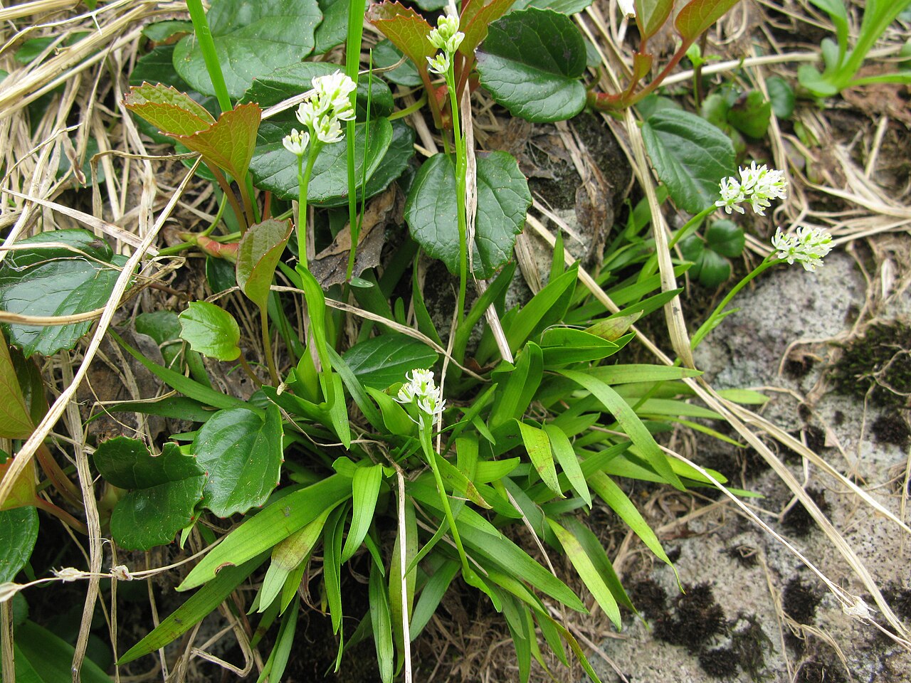 Tofieldia okuboi: Tofieldia okuboi , Mount Gassan, Yamagata pref., Japan