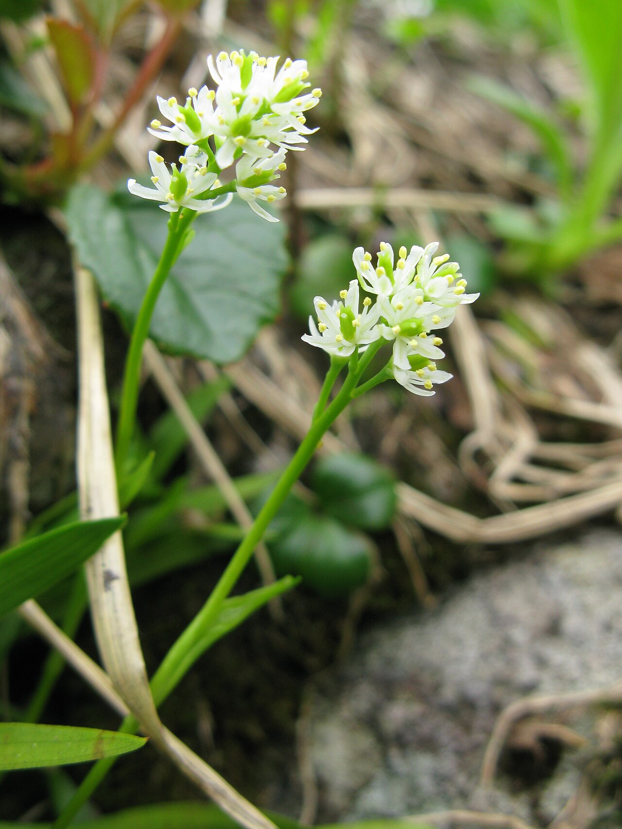 Tofieldia okuboi: Tofieldia okuboi , Mount Gassan, Yamagata pref., Japan