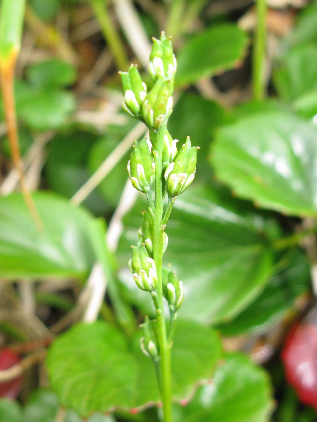 Tofieldia okuboi: Tofieldia okuboi , Mount Gassan, Yamagata pref., Japan