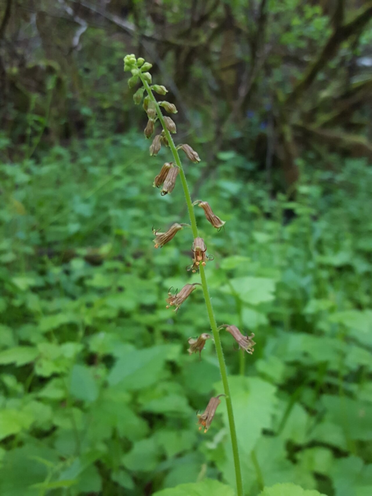 Tolmiea diplomenziesii: Piggyback Plant ( Tolmiea diplomenziesii ) in the United States