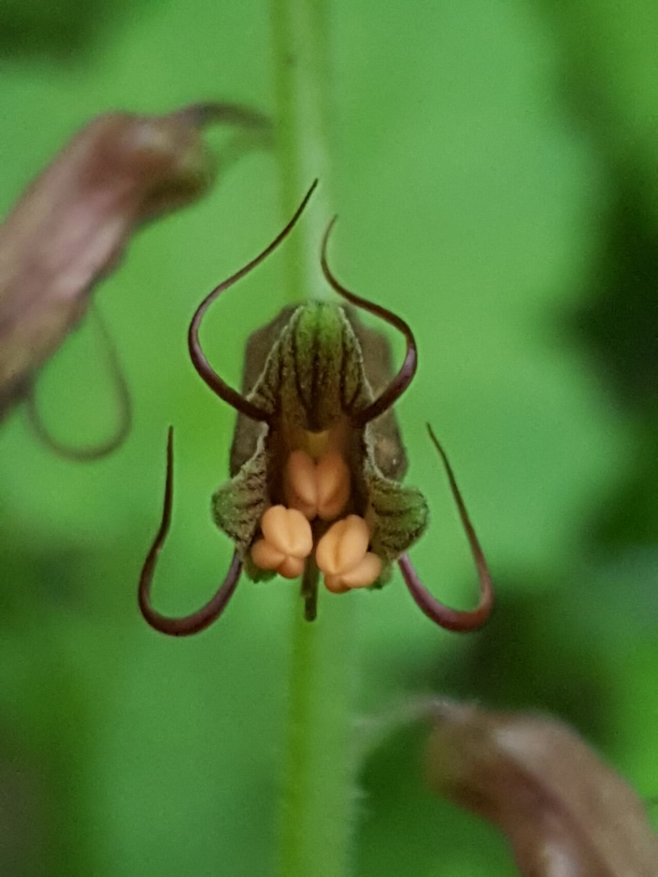 Tolmiea diplomenziesii: Piggyback Plant ( Tolmiea diplomenziesii ) in the United States