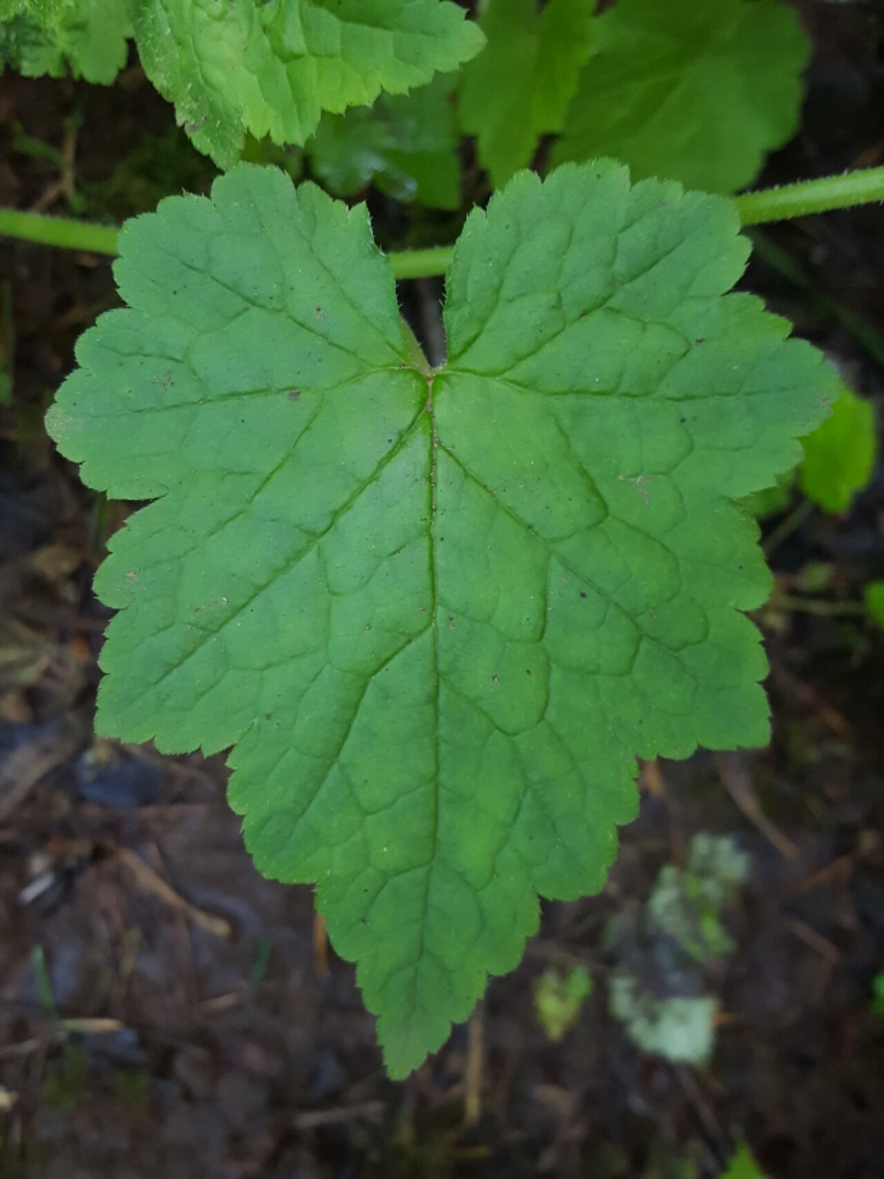 Tolmiea diplomenziesii: Piggyback Plant ( Tolmiea diplomenziesii ) in the United States