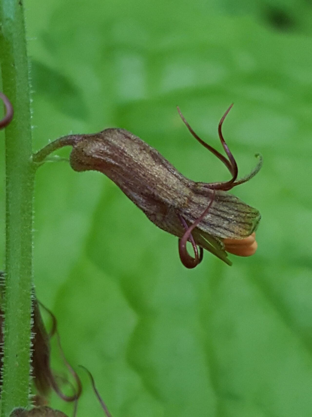 Tolmiea diplomenziesii: Piggyback Plant ( Tolmiea diplomenziesii ) in the United States