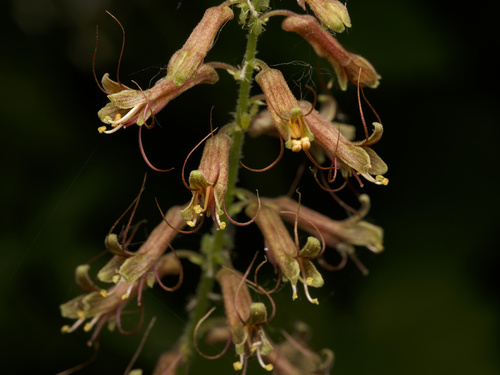 Piggy-back plant (Tolmiea menziesii)