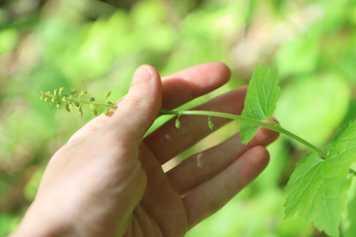 Piggy-back plant (Tolmiea menziesii)