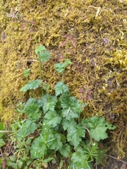 Piggy-back plant (Tolmiea menziesii)