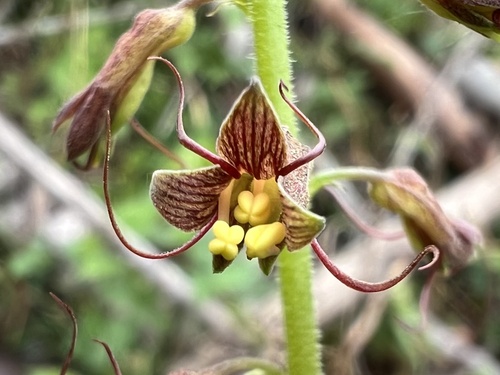 Piggy-back plant (Tolmiea menziesii)
