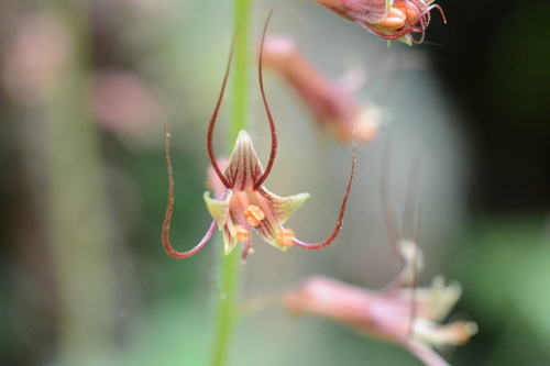 Piggy-back plant (Tolmiea menziesii)