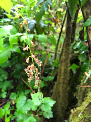 Piggy-back plant (Tolmiea menziesii)