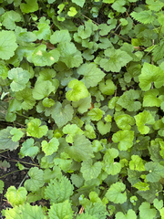 Piggy-back plant (Tolmiea menziesii)