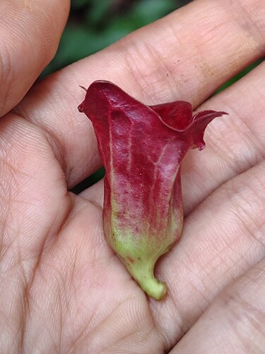 Indian tolyphanthus (Tolypanthus lagenifer)